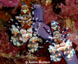 Harlequin Shrimps at Richelieu Rock at about 15m by Andrew Bentham 